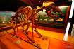 Museum Ladin Ursus ladinicus