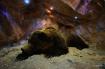 Nei sotterranei del museo si trova la �grotta dell�orso�, una ricostruzione di alcuni ambienti della grotta delle Conturines