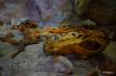 Museum Ladin Ursus ladinicus