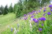 C�indles (1964 m)