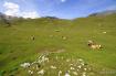 Ciastlins - Senes - Peder�