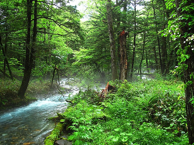 Forest-Bathing-Val-Badia-Alta-Badia 