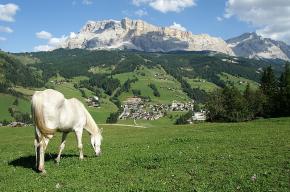 Badia