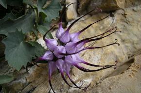 Flora der Dolomiten