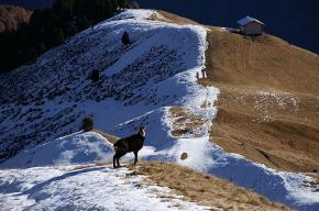 Fauna der Dolomiten