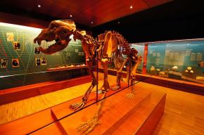 Museo Ursus Ladinicus